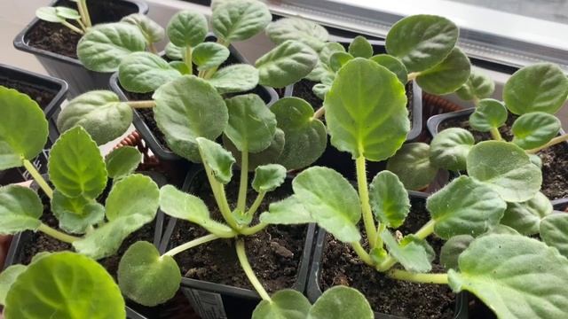 Отделяю и пересаживаю деток фиалок. смотреть онлайн