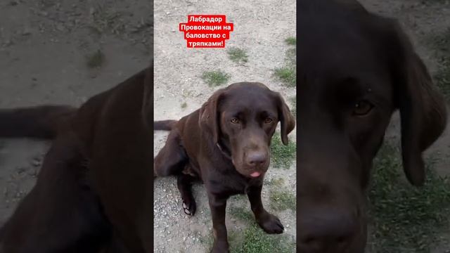Лабрадор Провокации на баловство с тряпками смотреть онлайн
