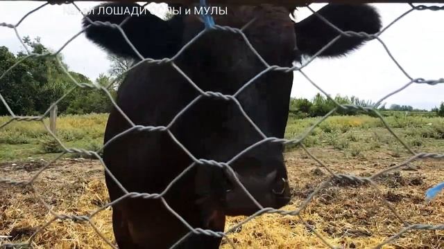 Выбор Взрослой Коровы // пополнение, но не роды коровы 😁 смотреть онлайн