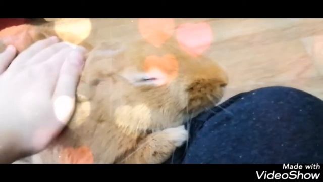 Кролик Пряник Наслаждается... смотреть онлайн