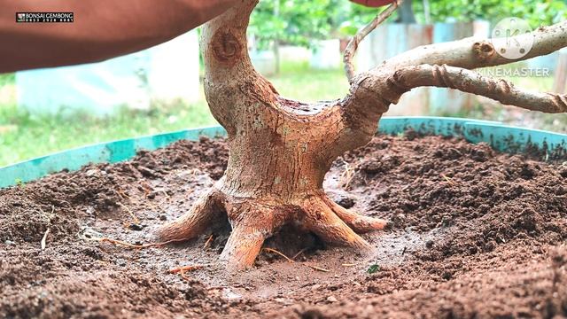 Membuat Bonsai Sancang Dari Cangkok Usia 18 Bulan смотреть онлайн