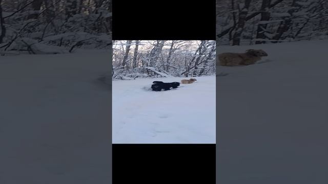 Щенки Тибетского терьера с мамой. смотреть онлайн