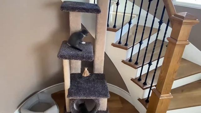 18. Кошка родила котят- the cat gave birth to kittens смотреть онлайн