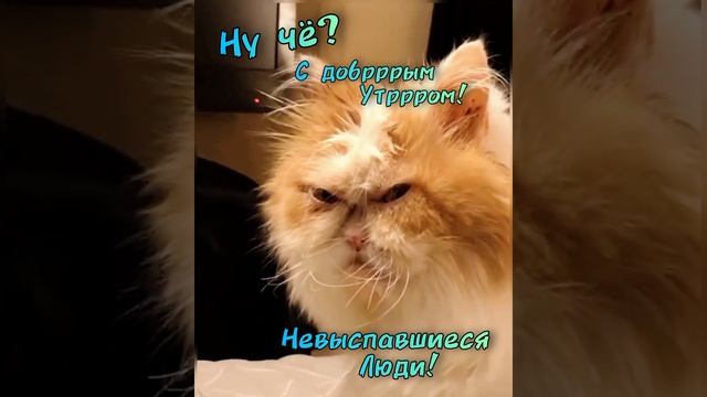 С добрымутром , невыспавшиеся люди. смотреть онлайн