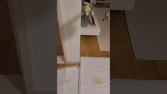 자기 이불갖고오는 강아지 смотреть онлайн