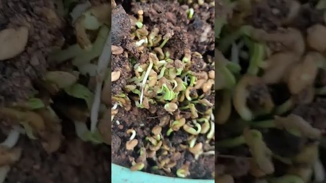 How To Grow Fenugreek Seeds For Early Harvest Day 3 #happygardening #terracegarden #fenugreek