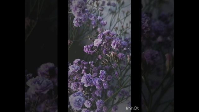 Цветы для тебя🌹🌹🌹🌹🌹🌹#flowers #flower #meditationmusic#youtube #youtubevideo#цветы