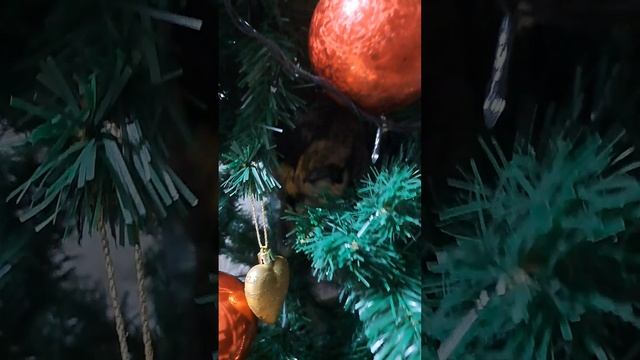 Новогодние забавы.mp4