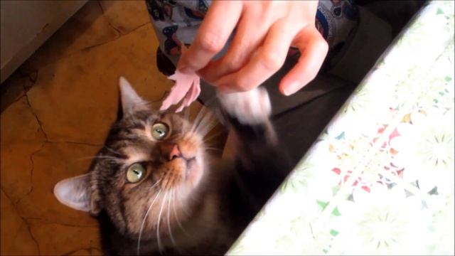 Кошка Фрося жжёт... смотреть онлайн