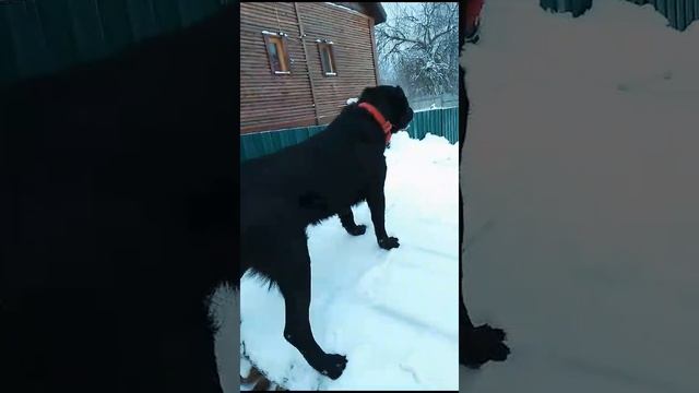 На что готов ради печенек 😮