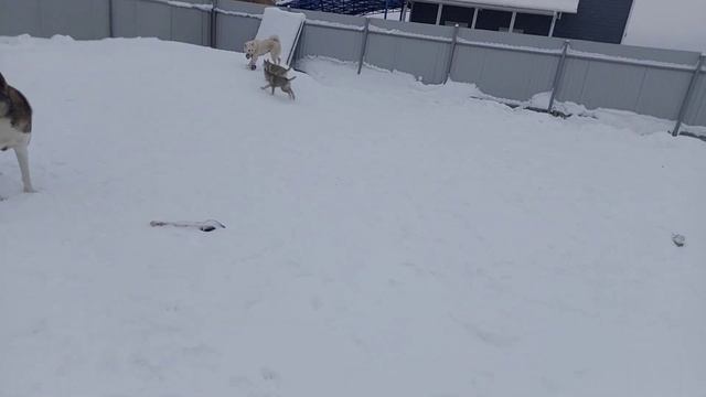 Щенки Рей и Рона покинули стаю смотреть онлайн