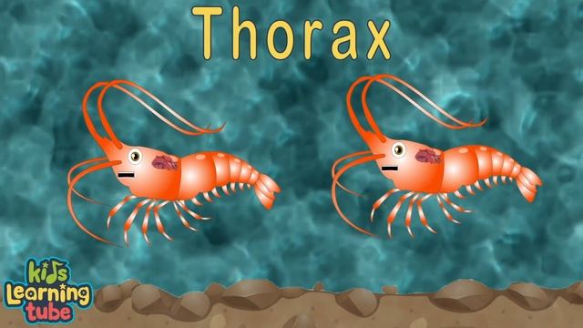 Learn All About Sea Turtles! | Sea Animal Songs For Kids | KLT Wild