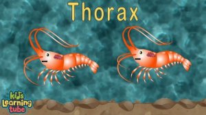 Learn All About Sea Turtles! | Sea Animal Songs For Kids | KLT Wild