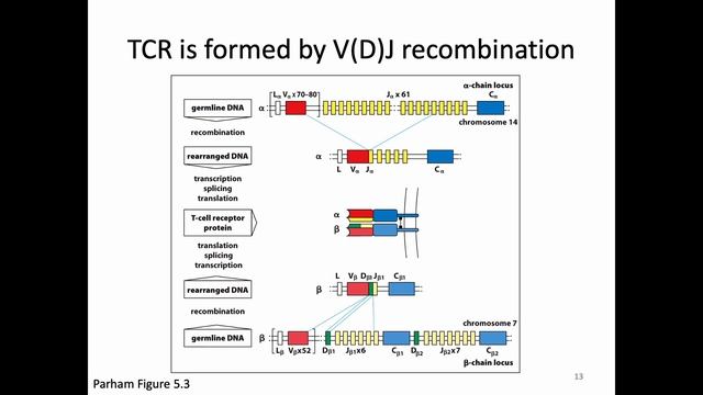Immunology Fall 2021: Lecture 19 T Cell Receptor смотреть онлайн