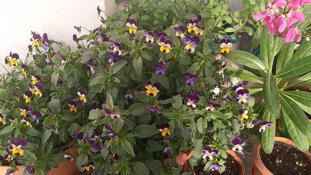 Stock flowers and Violas in my balcony. смотреть онлайн