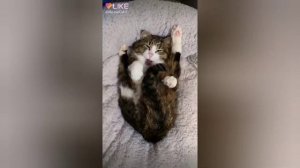 Кот Рекси.
