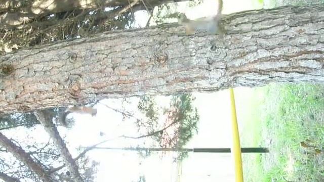 Белок плющит-2 смотреть онлайн