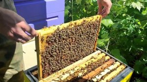 Однорамочные отводки