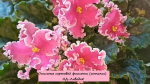 Описание сортовой фиалочки (сенполии) НД-Ливадия!