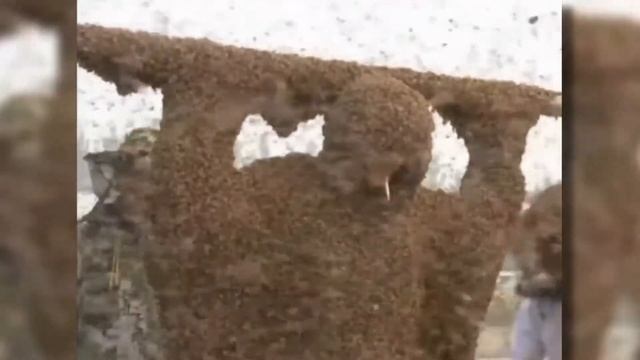 Невероятные Рекорди Гинеса, Которые Никто Не Может Побить смотреть онлайн