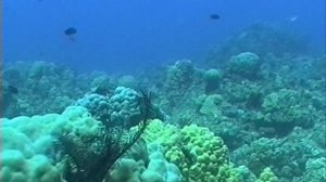 Вануату подводные