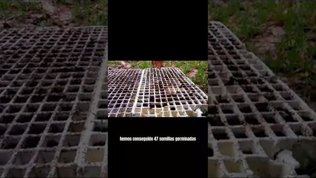 Electrocultura Agroflow con hinojo🧲🥬 #electrocultura #agriculture #permacultura #naturaleza смотреть онлайн