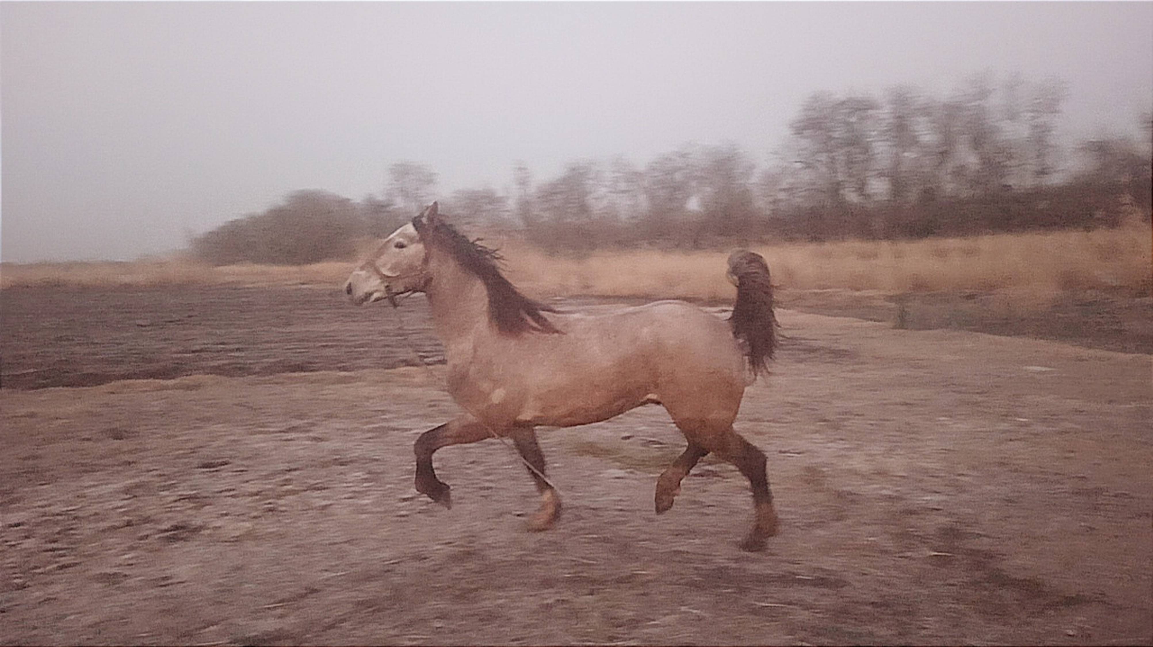 Жеребец "Буян" смотреть онлайн