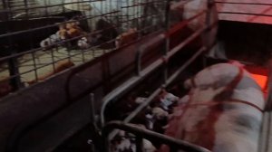 4 туши как с куста
16 поросят 🐷 на продажу