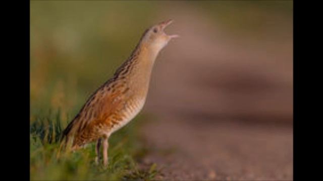 Corncrake смотреть онлайн