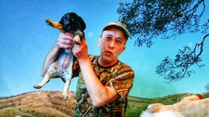ПРИНЕСЛИ ДОМОЙ ЩЕНКА, РУССКИЙ ОХОТНИЧИЙ СПАНИЕЛЬ. Воспитание и дрессировка охотничьей собаки.