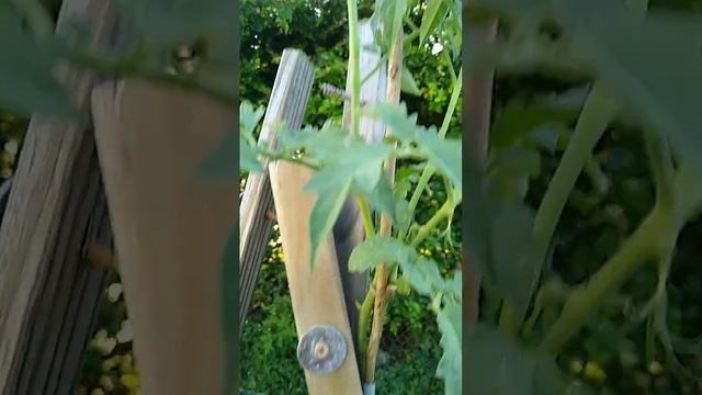 Помидоры и огурцы начнут давать плоды. и цветок?#shorts смотреть онлайн