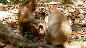 Young Newborn  feel an_gry with Mother cos Block milk  #monkey #animals