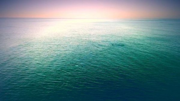 The Whale Song (Official Music Video)