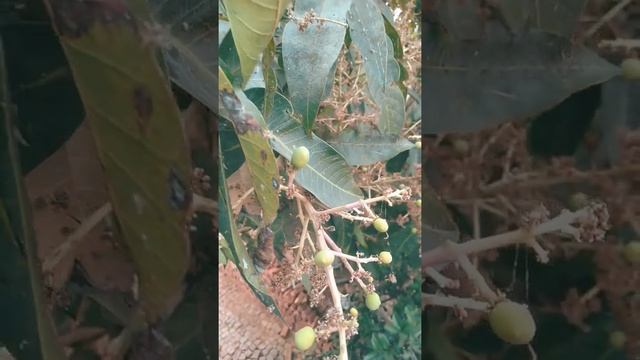 beautiful tree of mango. with chinese bird sound смотреть онлайн