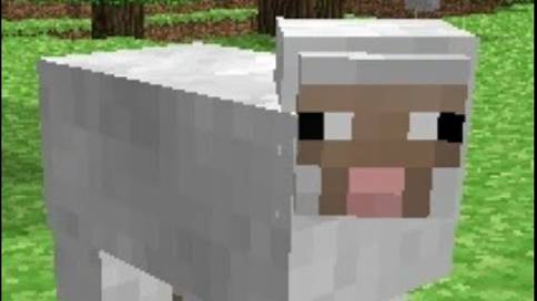 Интересные факты об овцах