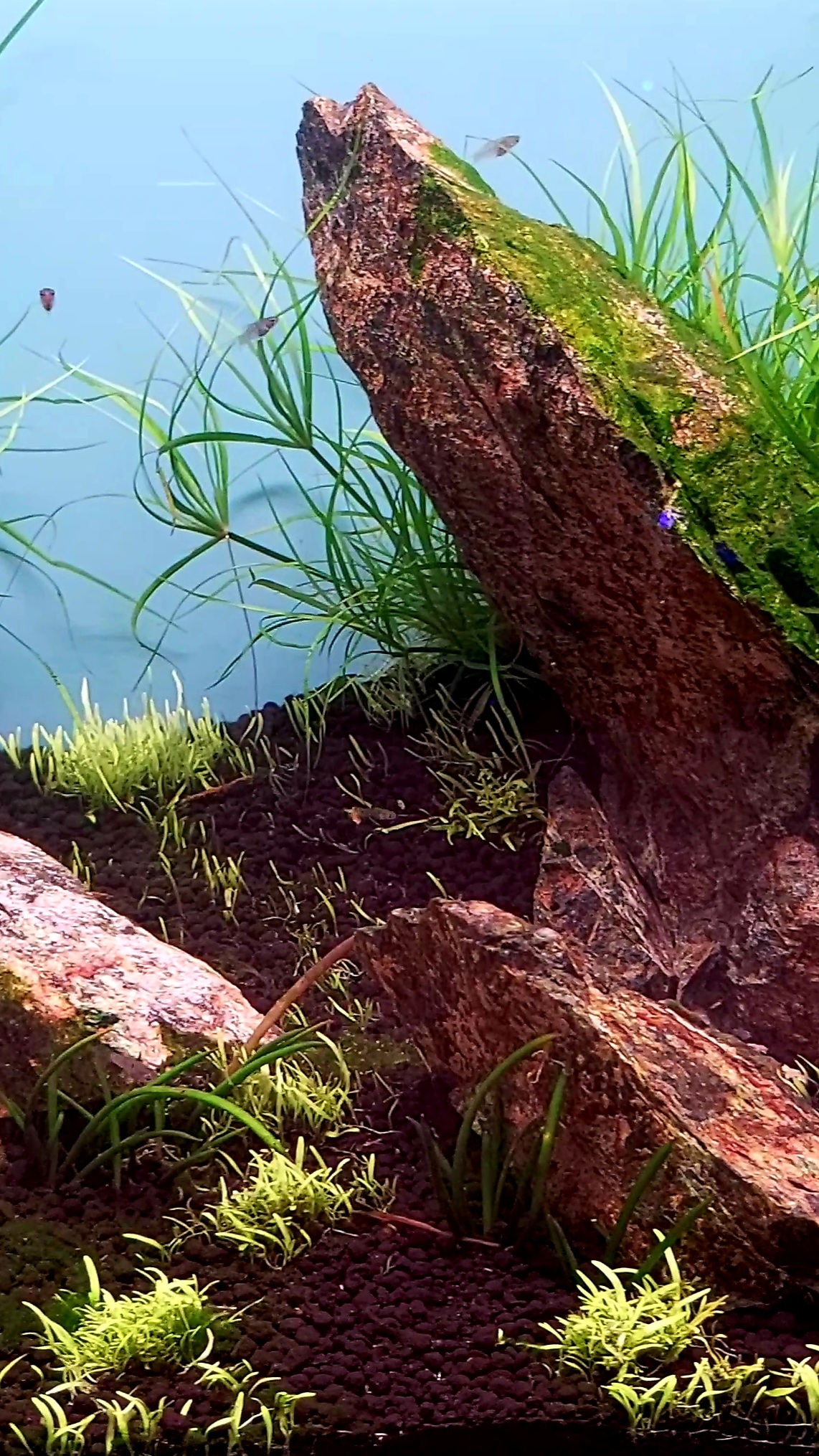 Залил аквариум после сухого запуска смотреть онлайн