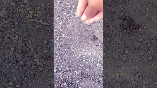 How to grow the Fenugreek by seeds|#Shorts#Plants#fenugreekseeds....... смотреть онлайн