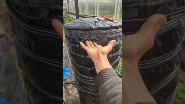 Вертикальная грядка для клубники .Начало эксперимента , большой обзор. смотреть онлайн