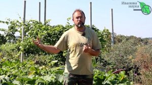 НИКОГДА НЕ КЛАДИТЕ ЭТО В КОМПОСТ! Слизни заедят огород. Как сделать компост безопасным и полезным.