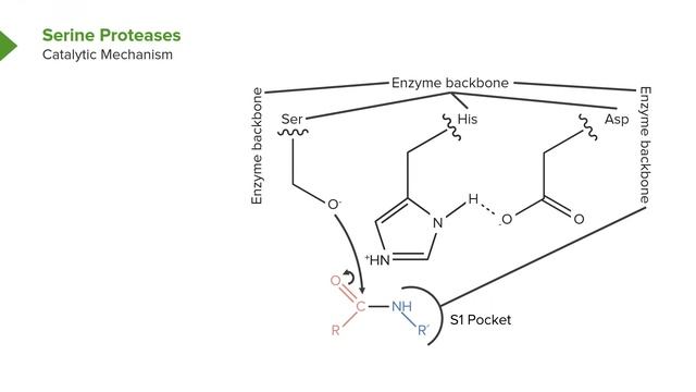 01. Enzymes and Enzyme Kinetics Enzyme Catalysis смотреть онлайн