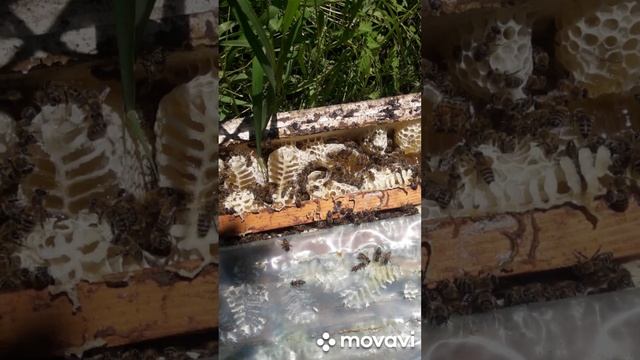 кто пчёлок уважает