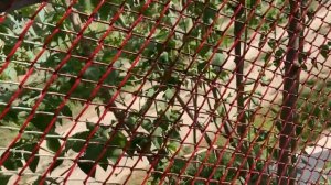 Красим сетку рабицу! Как покрасить легко и быстро? Рестайлинг забора из рабицы