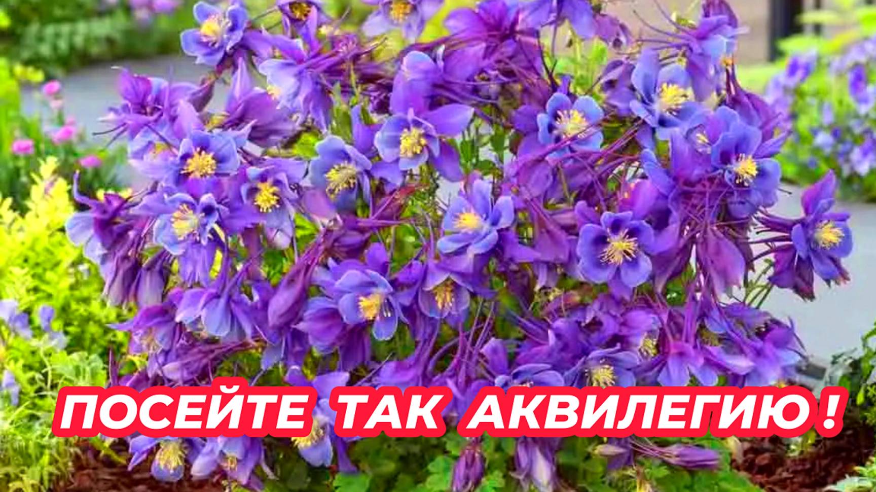 Как посеять аквилегию и получить дружные всходы? Посев и выращивание аквилегии из семян смотреть онлайн