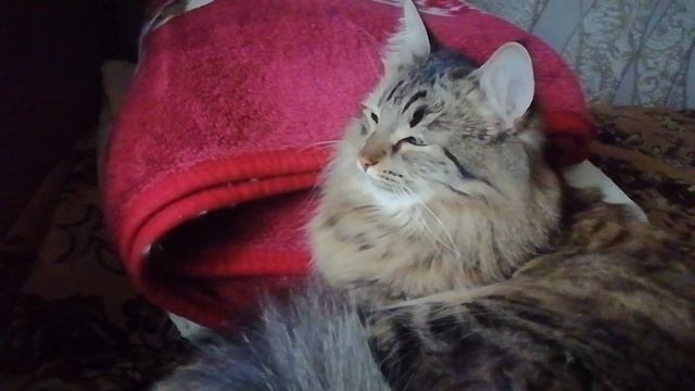 Муся слушает пение птиц. смотреть онлайн