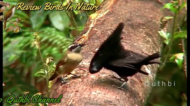 Tanah Papua Adalah Tempatnya Burung Terindah dan cantik nan Eksotis. Paradise bird nature смотреть онлайн