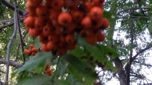 ВЕТОЧКА РЯБИНЫ Живой звук Людмила Кондрашова Запись с концерта 21.12.24 Тверь