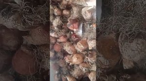 луковицы тюльпана после выгонки, стоит ли брать?