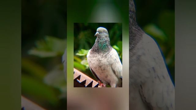 Pigeon video 36 😍💕💕😍 смотреть онлайн