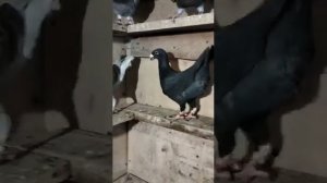 немецкие почтовые голуби на продажу