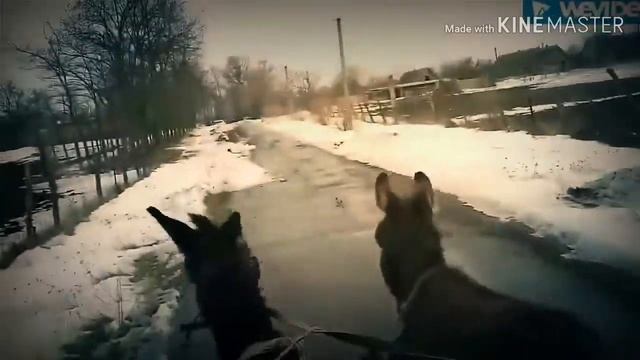 Дерзкий Паштет и Пернатый едут на стрелку （“В стиле Бригады”）